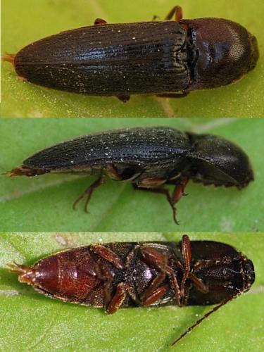 Melanotus dichrous