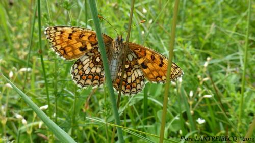 Melitaea athalia celadussa
