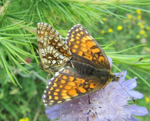 Réf. 105 638 : Melitaea diamina