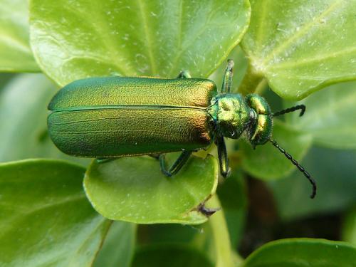 Lytta vesicatoria