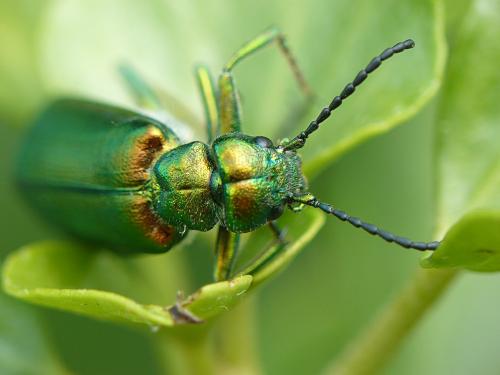 Lytta vesicatoria