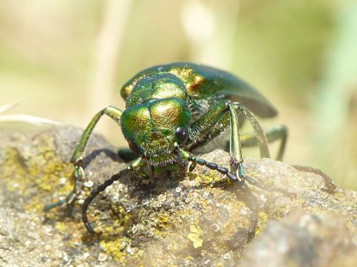 Lytta vesicatoria