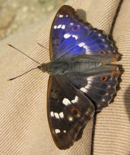 Apatura ilia