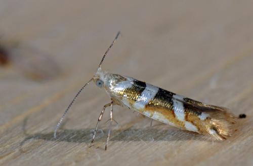 Argyresthia goedartella