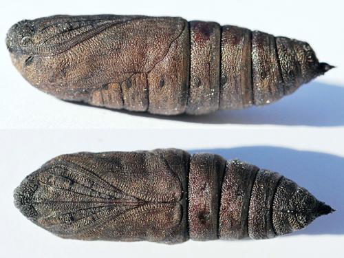 Réf. 105 971 : Mimas tiliae