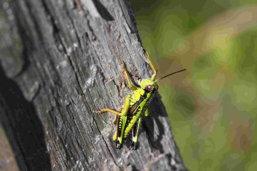 Miramella alpina subalpina