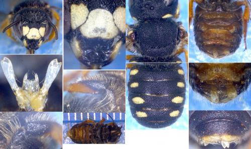 Pseudoanthidium nanum