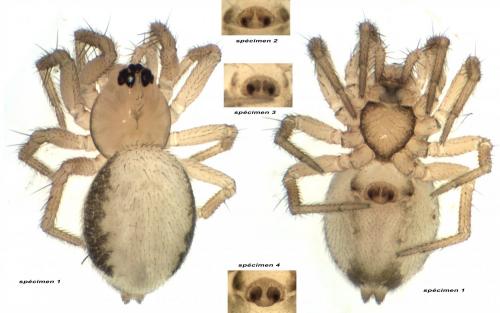 Minicia marginella