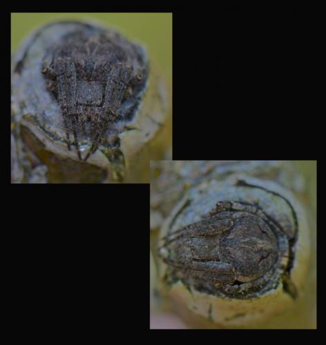 Réf. 105 209 : Neoscona subfusca