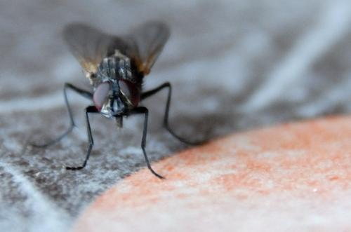 Réf. 105 478 : Musca domestica