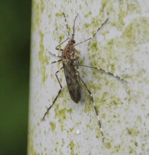 Réf. 105 121 : Culiseta annulata