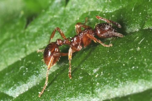 Réf. 105 008 : Myrmica sp.