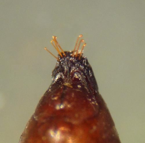 Anania hortulata