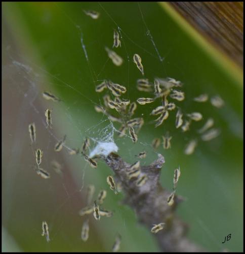 Uloborus walckenaerius