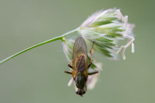Scathophaga stercoraria