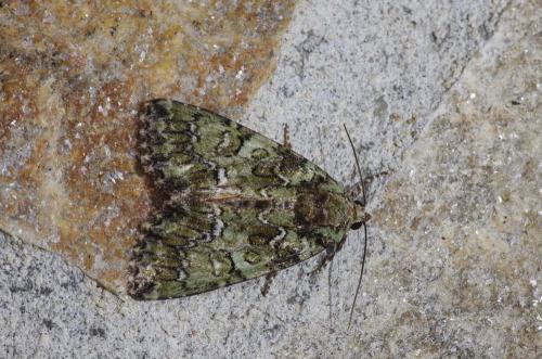 Réf. 105 725 : Polyphaenis sericata