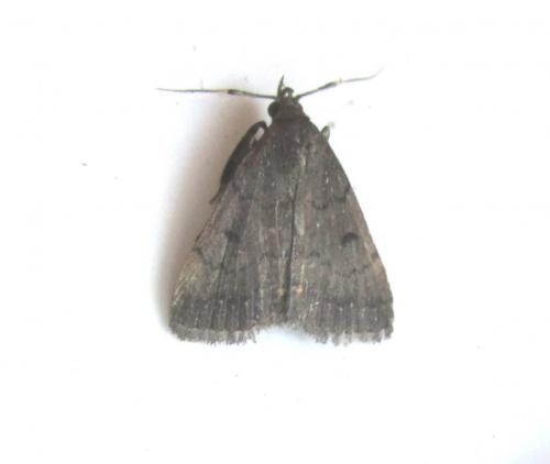Nodaria nodosalis