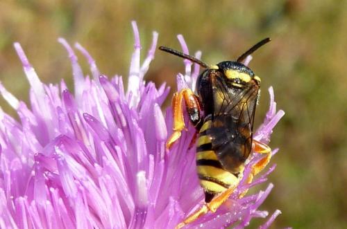 Réf. 105 493 : Nomada flavopicta