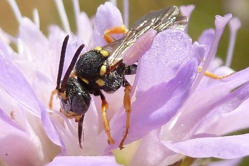 Réf. 105 494 : Nomada flavopicta