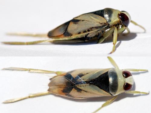 Réf. 105 281 : Notonecta viridis