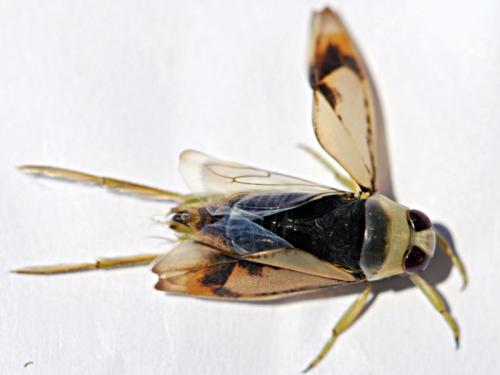 Réf. 105 698 : Notonecta viridis