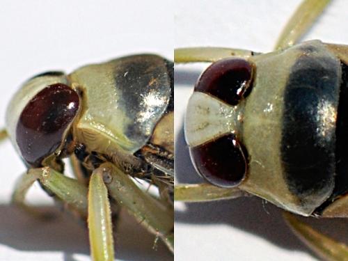 Réf. 105 699 : Notonecta viridis
