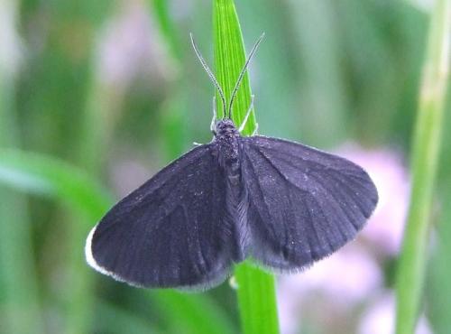 Odezia atrata