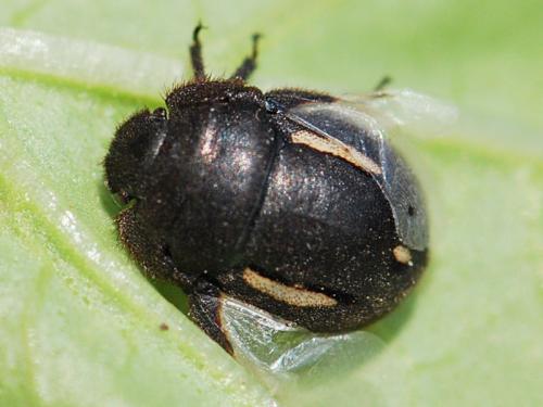 Odontoscelis fuliginosa