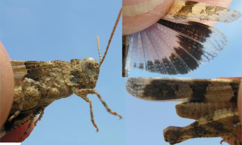 Oedipoda charpentieri