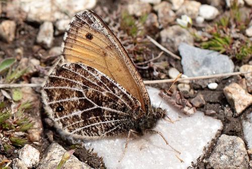 Oeneis glacialis