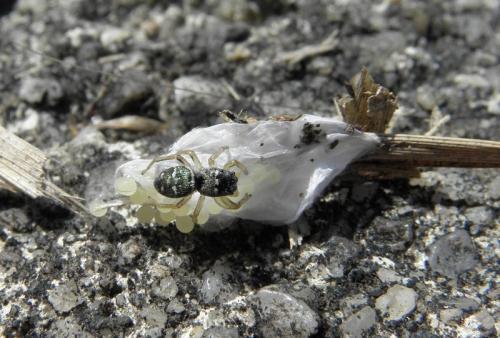 Heliophanus cupreus