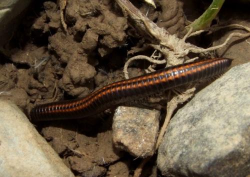 Réf. 105 616 : Ommatoiulus sabulosus