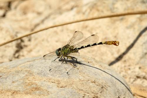 Onychogomphus lefebvrii