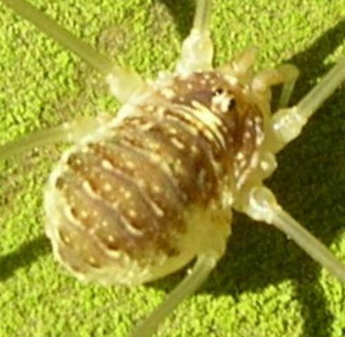 Opilio canestrinii
