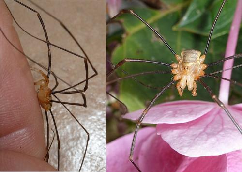 Réf. 105 998 : Opilio canestrinii