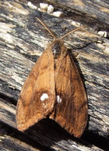Orgyia antiqua
