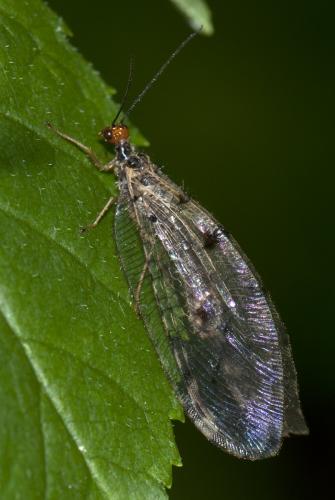 Osmylus fulvicephalus