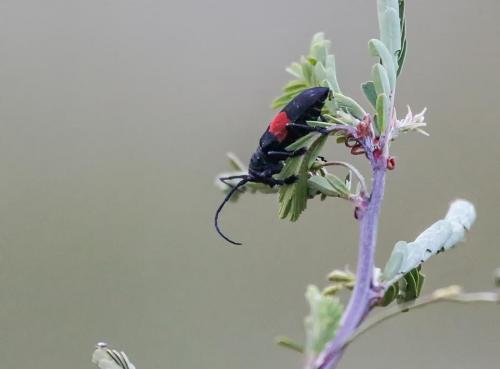 Ceroplesis signata