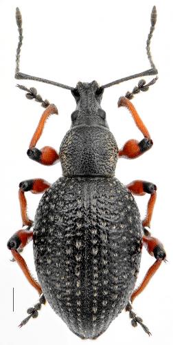 Réf. 105 366 : Otiorhynchus coecus