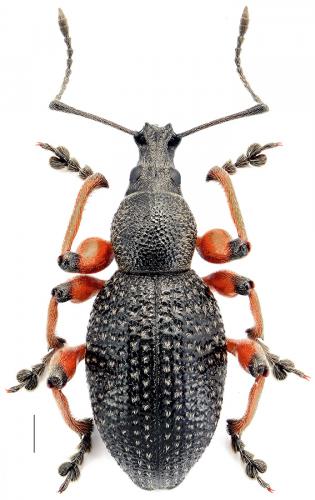 Réf. 105 367 : Otiorhynchus coecus