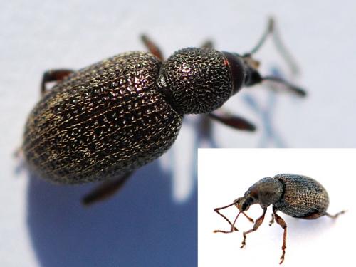 Otiorhynchus cribricollis