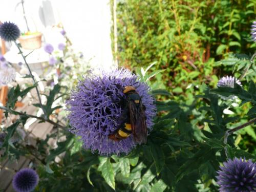 Megascolia maculata maculata