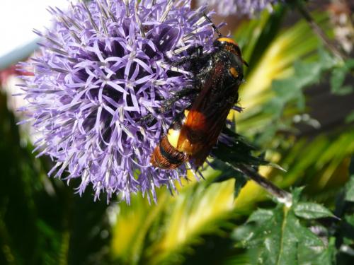Réf. 105 787 : Megascolia maculata maculata