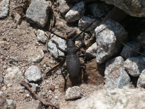 Morimus asper