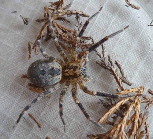 Zoropsis spinimana