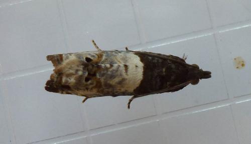 Notocelia roborana