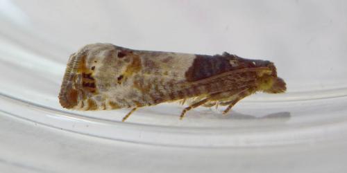 Notocelia roborana