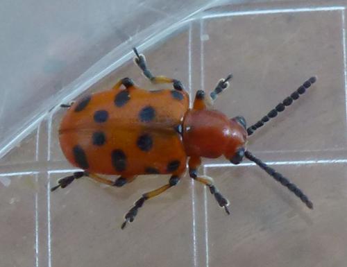 Réf. 105 937 : Crioceris duodecimpunctata
