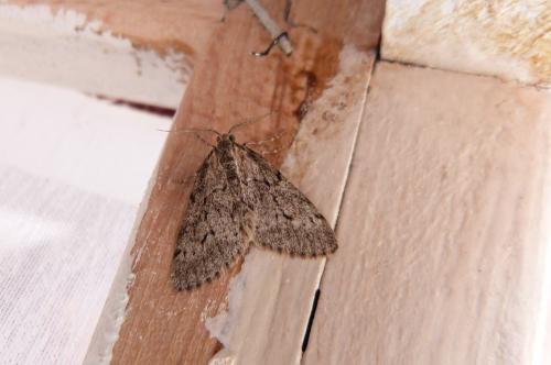 Tephronia sepiaria