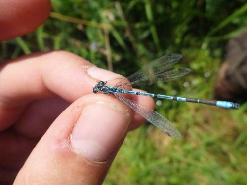 Coenagrion puella